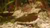 Corydoras agassizii