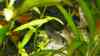 Corydoras schwartzi
