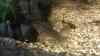 Corydoras leopardus