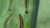 Peckoltia pulcher