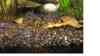 Corydoras paleatus
