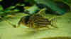 Corydoras schwartzi