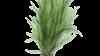 Lilaeopsis novae-zelandiae
