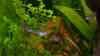 Corydoras reticulatus
