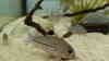 Corydoras julii