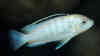 Labidochromis sp. nkali
