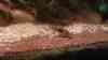 Corydoras aeneus
