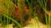 Corydoras venezuelanus