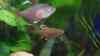 Hyphessobrycon rosaceus