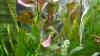 Ludwigia glandulosa
