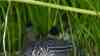 Corydoras julii