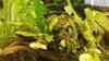 Bucephalandra sp. Green Velvet