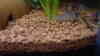 Corydoras leucomelas