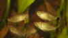 Moenkhausia sanctaefilomenae