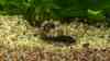 Corydoras splendens
