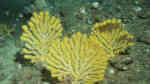 Acanthogorgia gracillima im Aquarium halten (Einrichtungsbeispiele für Gold Gorgonie)