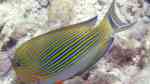 Acanthurus Lineatus im Aquarium halten (Einrichtungsbeispiele für Blaustreifen Doktorfische)