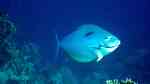 Acanthurus mata im Aquarium halten (Einrichtungsbeispiele für Augenfleck-Doktorfisch)