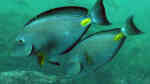 Acanthurus monroviae im Aquarium halten (Einrichtungsbeispiele für Ostatlantischer Doktorfisch)