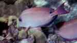 Acanthurus nigrofuscus im Aquarium halten (Einrichtungsbeispiele für Goldtupfen-Doktorfisch)