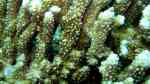 Acropora branchi im Aquarium halten (Einrichtungsbeispiele für Kleinpolypige Steinkoralle)