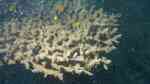 Acropora glauca im Aquarium halten (Einrichtungsbeispiele für Kleinpolypige Steinkoralle)