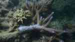 Acropora grandis im Aquarium halten (Einrichtungsbeispiele für Kleinpolypige Steinkoralle)
