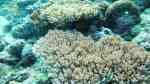 Acropora granulosa im Aquarium halten (Einrichtungsbeispiele für Kleinpolypige Steinkoralle)