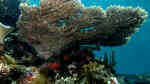 Acropora latistella im Aquarium halten (Einrichtungsbeispiele für Kleinpolypige Steinkoralle)
