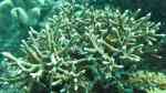 Acropora microphthalma im Aquarium halten (Einrichtungsbeispiele für Kleinpolypige Steinkoralle)