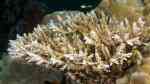 Acropora nasuta im Aquarium halten (Einrichtungsbeispiele für Kleinpolypige Steinkoralle)