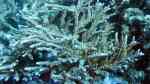 Acropora nobilis im Aquarium halten (Einrichtungsbeispiele für Kleinpolypige Steinkoralle)