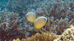 Acropora parilis im Aquarium halten (Einrichtungsbeispiele für Kleinpolypige Steinkoralle)