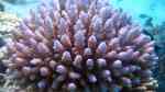 Acropora sarmentosa im Aquarium halten (Einrichtungsbeispiele für Kleinpolypige Steinkoralle)
