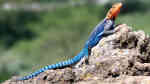 Agama lionotus im Terrarium halten (Einrichtungsbeispiele für Blaue Siedleragamen)