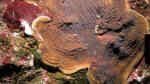 Agaricia grahamae im Aquarium halten (Einrichtungsbeispiele für Grahams Blattkoralle)