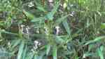 Alpinia officinarum am Gartenteich (Einrichtungsbeispiele mit Echter Galgant)