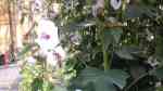 Althaea officinalis am Gartenteich (Einrichtungsbeispiele mit Echter Eibisch)