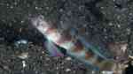 Amblyeleotris arcupinna im Aquarium halten (Einrichtungsbeispiele für Hufeisen-Garnelengrundel)