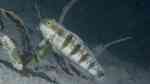 Amblygobius sphynx im Aquarium halten (Einrichtungsbeispiele für Sphinx-Baggergrundel)