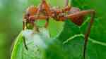 Ameisen im Formicarium halten (Einrichtungsbeispiele für Ameisen)