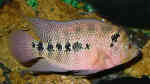 Amphilophus trimaculatum im Aquarium halten (Einrichtungsbeispiele für Schulterfleck-Buntbarsche)