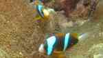 Amphiprion akindynos im Aquarium halten (Einrichtungsbeispiele für Barriere-Riff-Anemonenfisch)