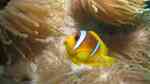 Aquarien mit Amphiprion bicinctus (Rotmeer-Anemonenfisch)