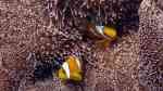 Amphiprion chagosensis im Aquarium halten (Einrichtungsbeispiele für Chagos Anemonenfisch)