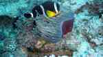 Aquarien mit Amphiprion chrysogaster (Mauritius-Anemonenfisch)