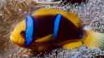 Amphiprion chrysopterus im Aquarium halten (Einrichtungsbeispiele für Orangeflossen-Anemonenfisch)
