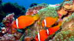 Aquarien mit Amphiprion frenatus (Roter Anemonenfisch)