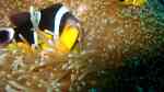 Amphiprion fuscocaudatus im Aquarium halten (Einrichtungsbeispiele für Seychellen Anemonenfisch)
