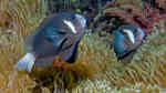 Amphiprion mccullochi im Aquarium halten (Einrichtungsbeispiele für McCullochs Anemonenfisch)